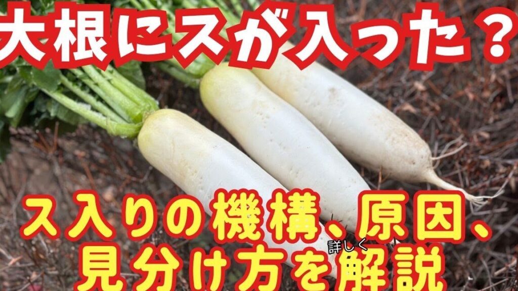 大根に穴が開くのはなぜ？原因と対策を解説
