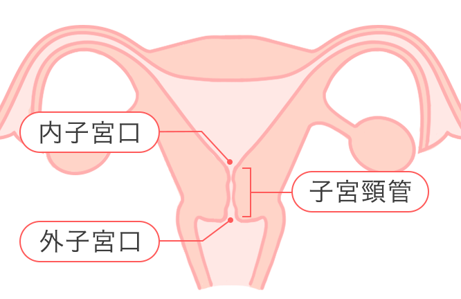 子宮口開く いつから？妊娠中の変化と注意点