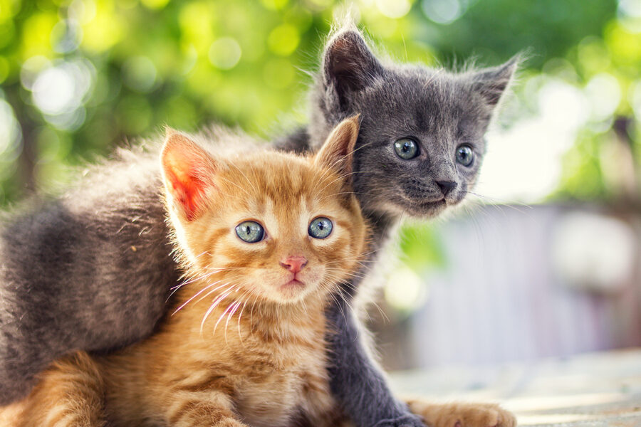 子猫は何日で目が開くのかを詳しく解説