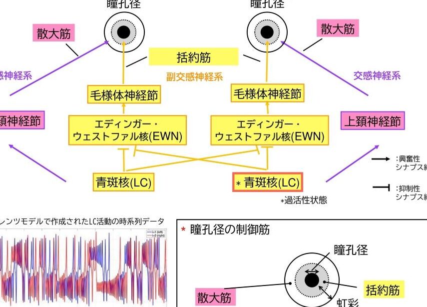 瞳孔開くとは何か？そのメカニズムと健康への影響